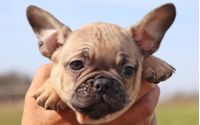 Male Frenchton Pup - Frosty
