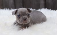 Male Frenchton Pup - Louis