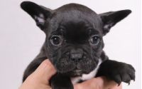 Male Frenchton Pup - Bob