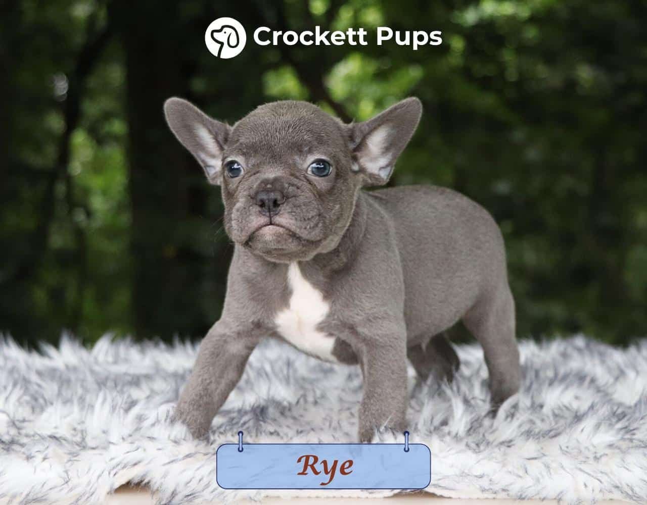 Male Frenchton Pup - Rye