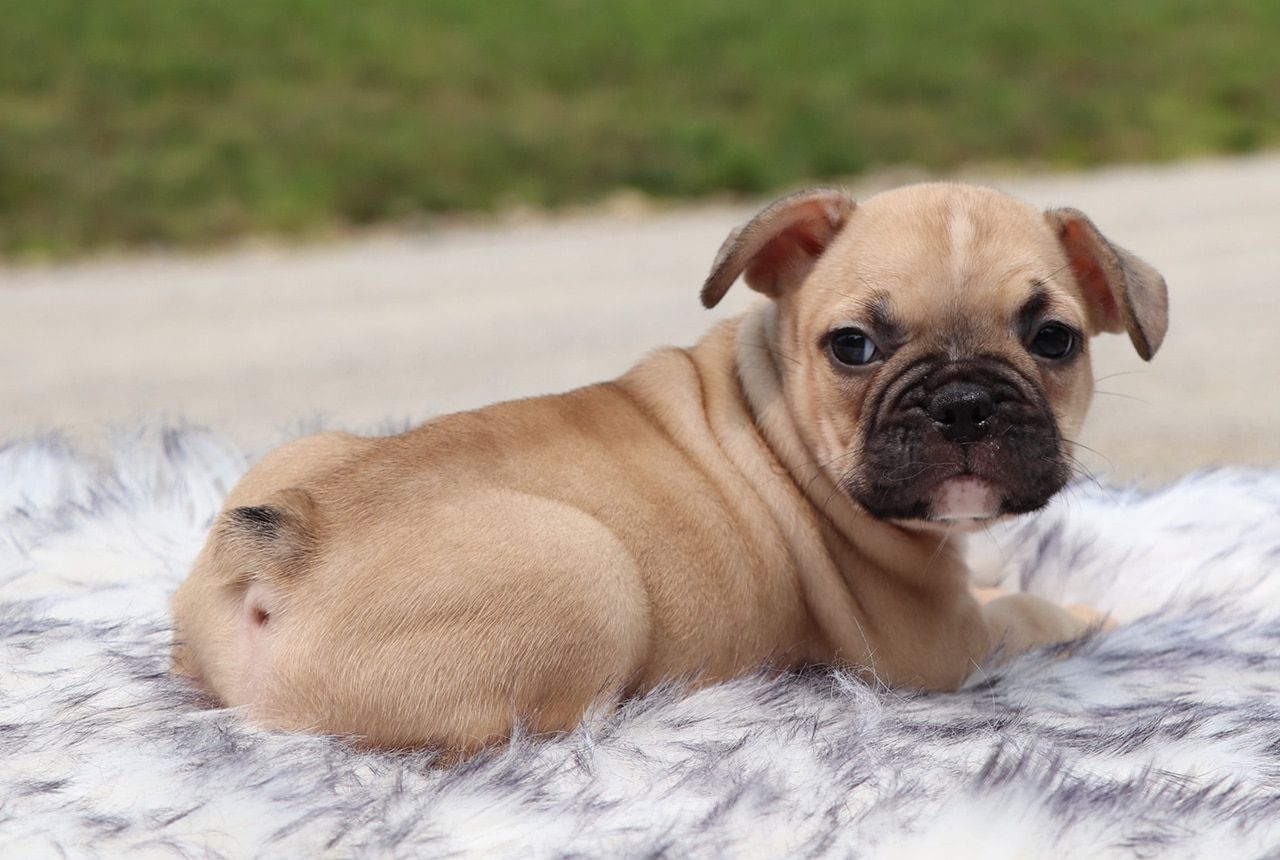 Male Frenchton Pup - Adam