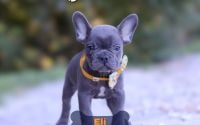 Male Frenchton Pup - Eli