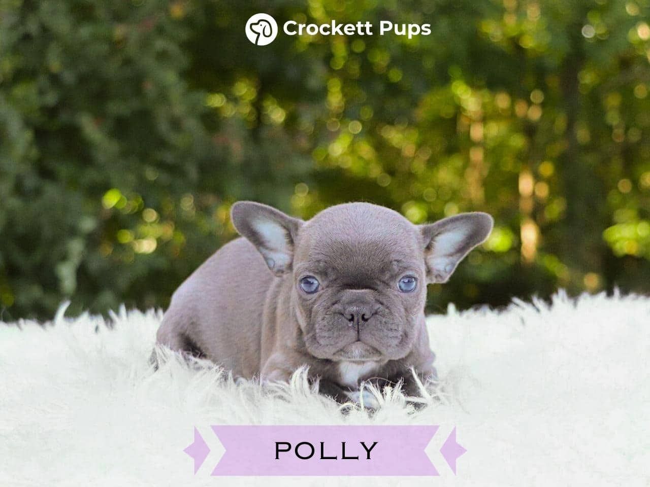Female Frenchton Pup - Polly