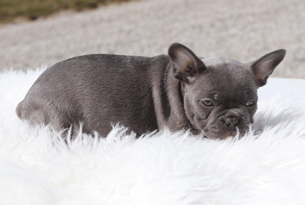 Female Frenchton Pup - Bonnie
