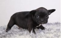 Male Frenchton Pup - Bob