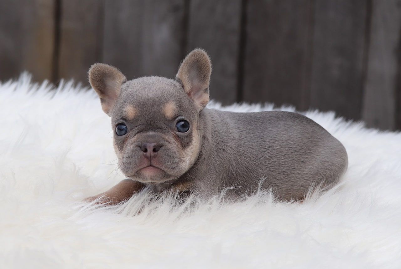Female Frenchton Pup - Marie