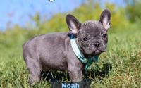 Male Frenchton Pup - Noah