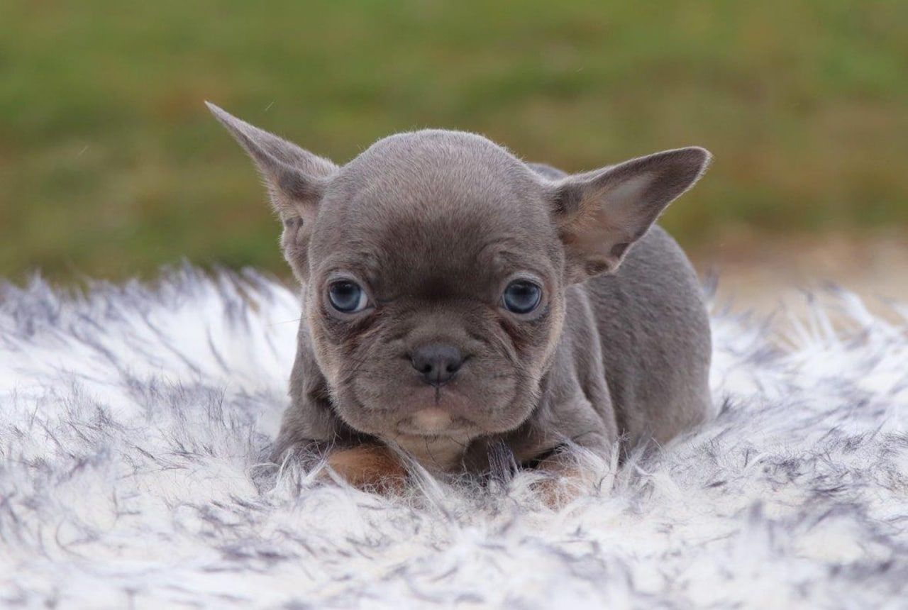 Male Frenchton Pup - Knox