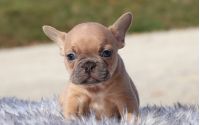 Male Frenchton Pup - Rudolph