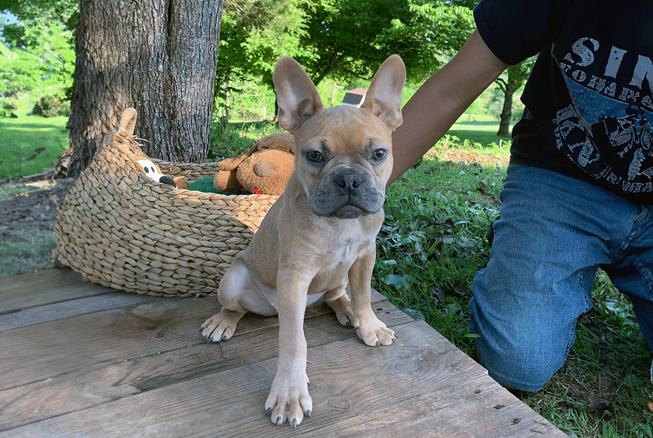 Frenchton Caleb