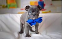 Frenchton - Phil