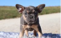 Male Frenchton Pup - Blizzard