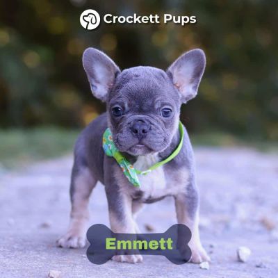 Male Frenchton Pup - Emmett