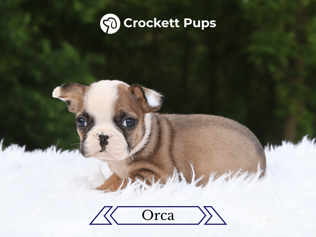 Female Frenchton Pup - Orca