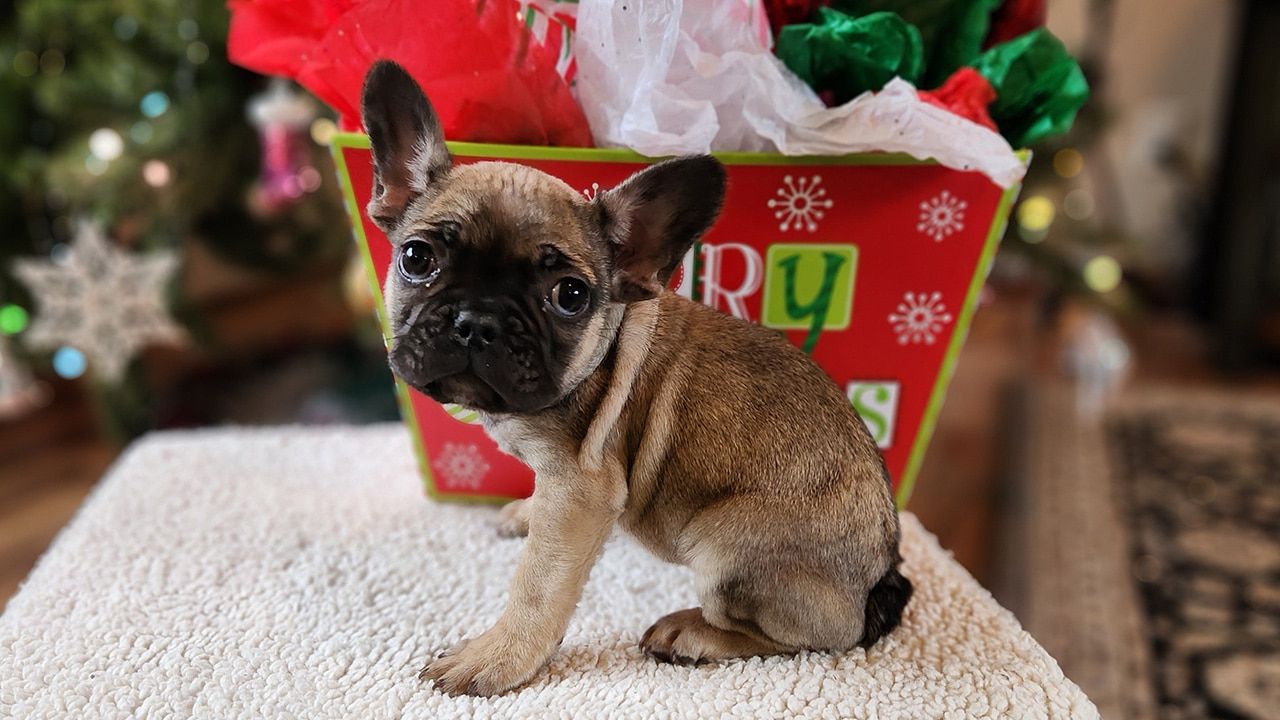 Frenchton Truffle Merry Christmas