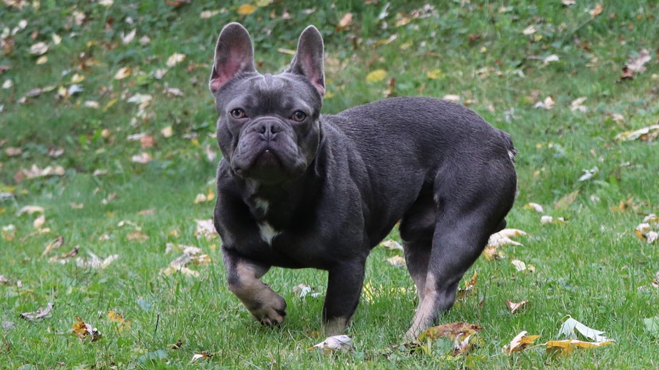 What Is A French Bulldog?