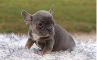Female Frenchton Pup - Gigi