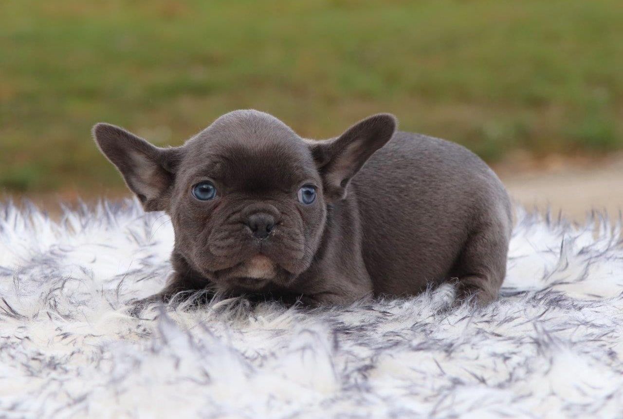 Male Frenchton Pup - Kobe