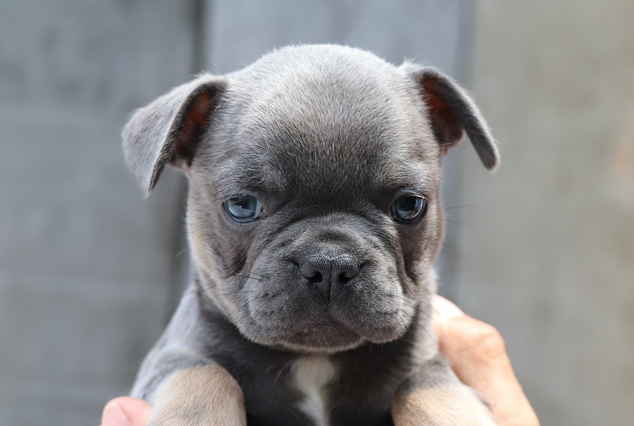 Male Frenchton Pup - Adoniram