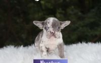 Female Frenchton Pup - Penelope
