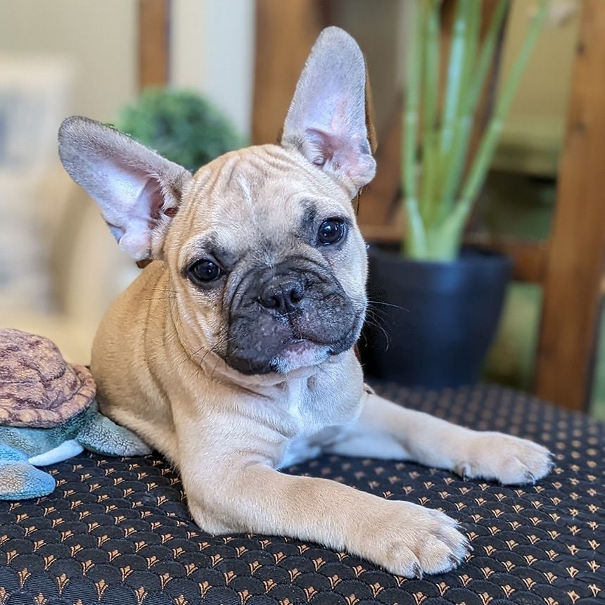 Male Frenchton Pup - Adam