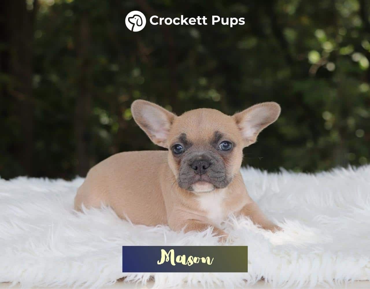 Male Frenchton Pup - Mason