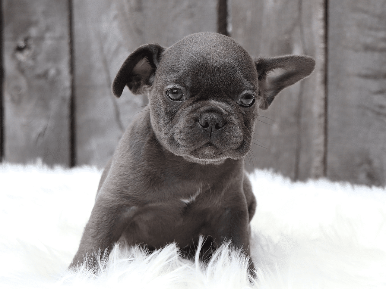 Male Frenchton Pup - Samuel
