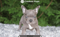 Male Frenchton Pup - Peter