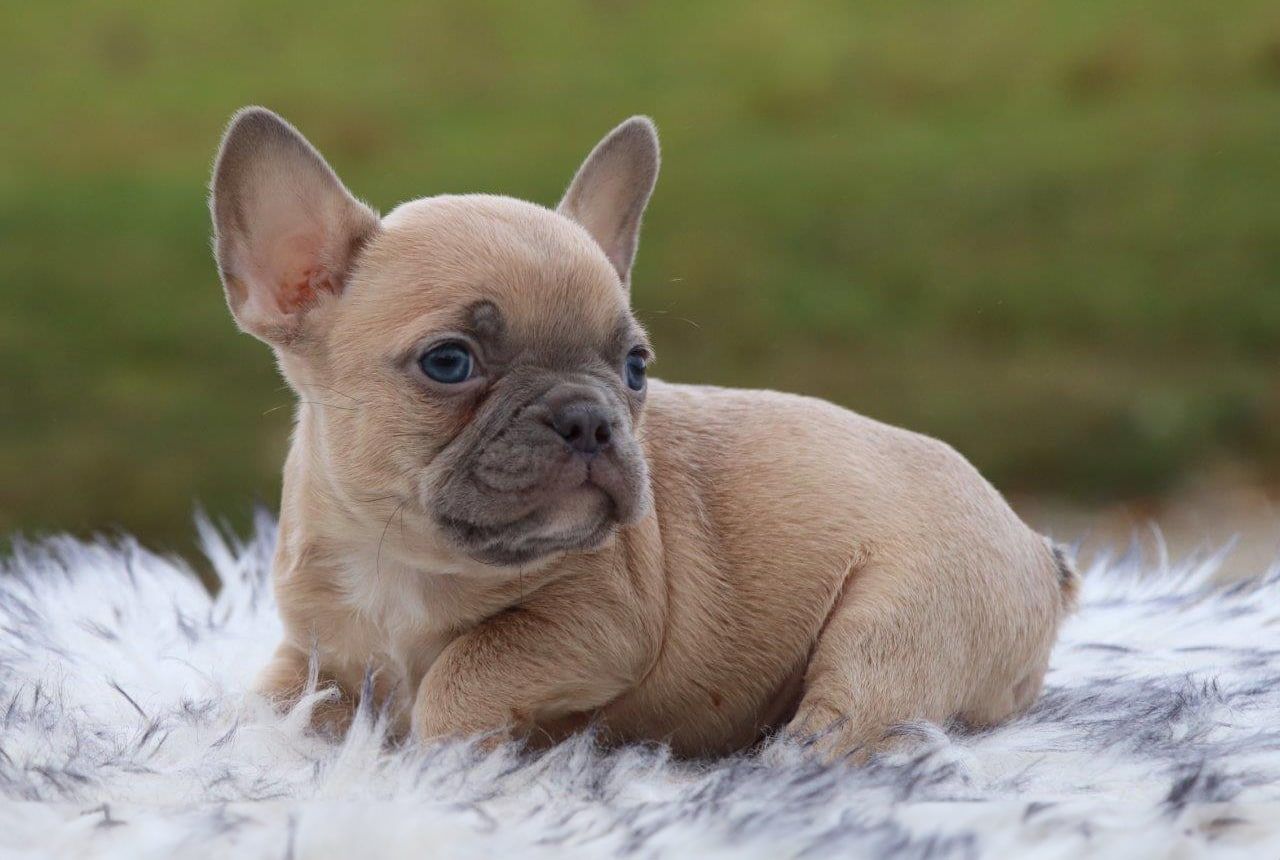 Male Frenchton Pup - Hugo