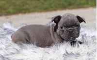 Male Frenchton Pup - Northrop