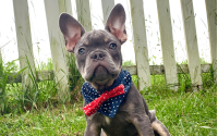 Male Frenchton Pup - Benjamin