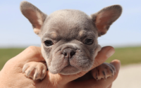 Male Frenchton Pup - Daniel