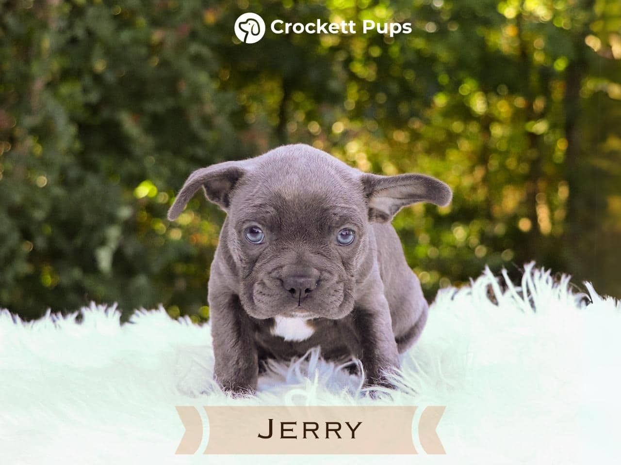 Male Frenchton Pup - Jerry