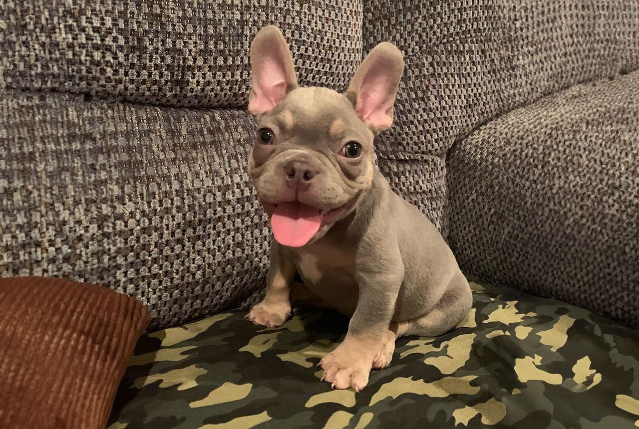 Frenchton Pup - Louis