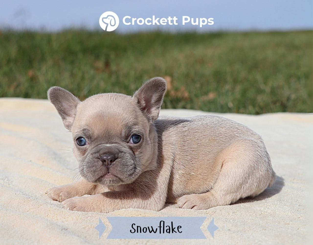 Female Frenchton Pup - Snowflake