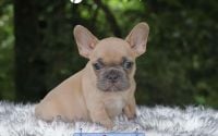 Male Frenchton Pup - Clover
