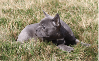 Female Frenchton Pup - Lucy