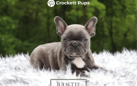 Female Frenchton Pup - Juliette