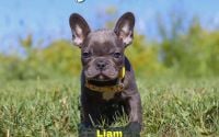 Male Frenchton Pup - Liam