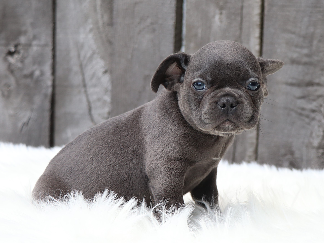 Male Frenchton Pup - Samuel