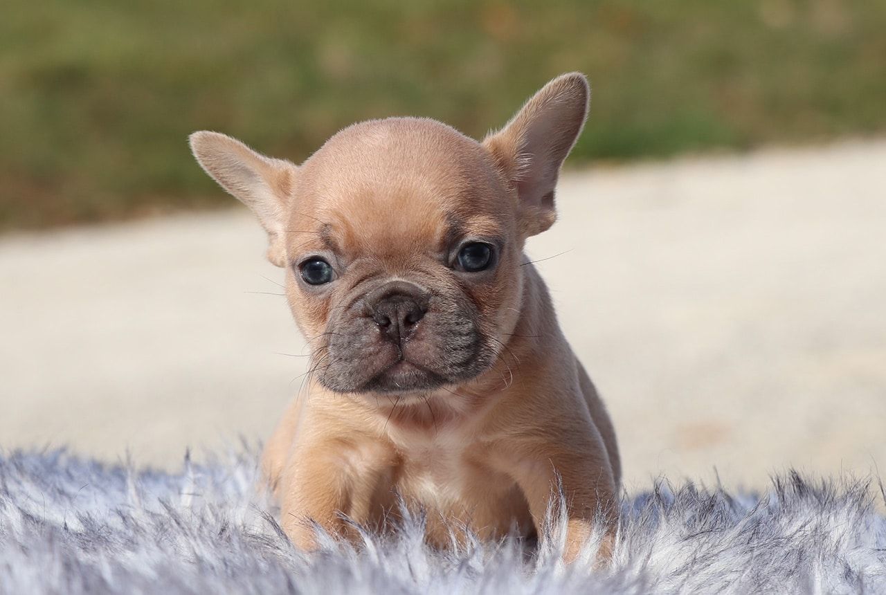 Male Frenchton Pup - Rudolph