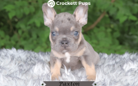 Male Frenchton Pup - Paxton