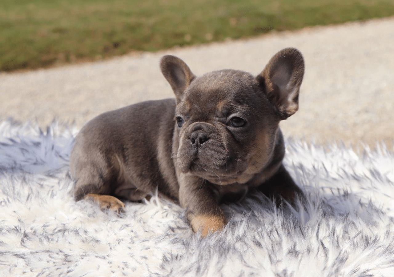 Male Frenchton Pup - Frank
