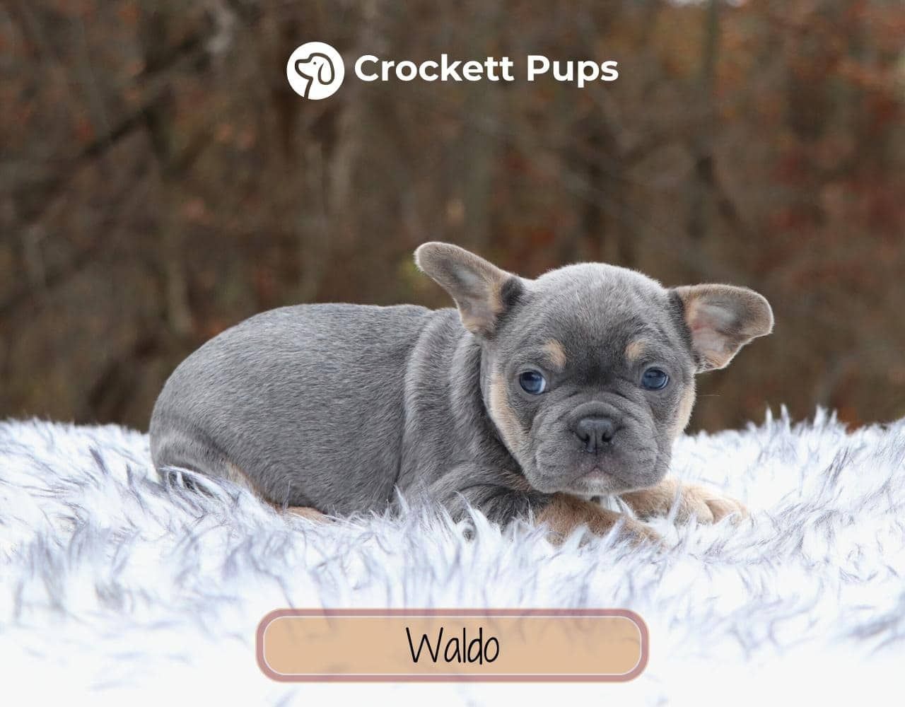 Male Frenchton Pup - Waldo