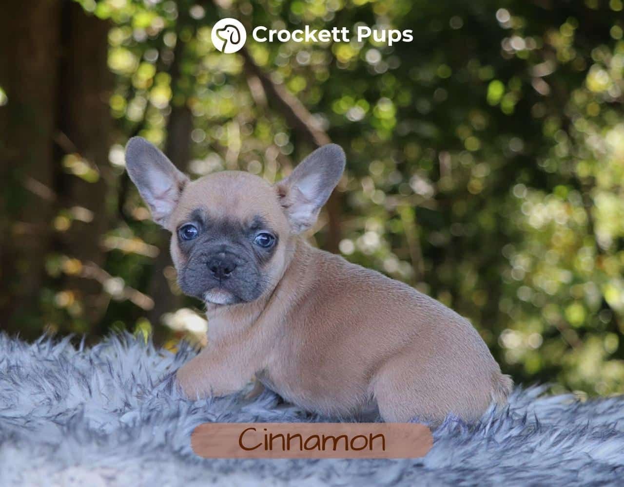 Male Frenchton Pup - Cinnamon