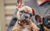 Frenchton Gingerbread with curious face
