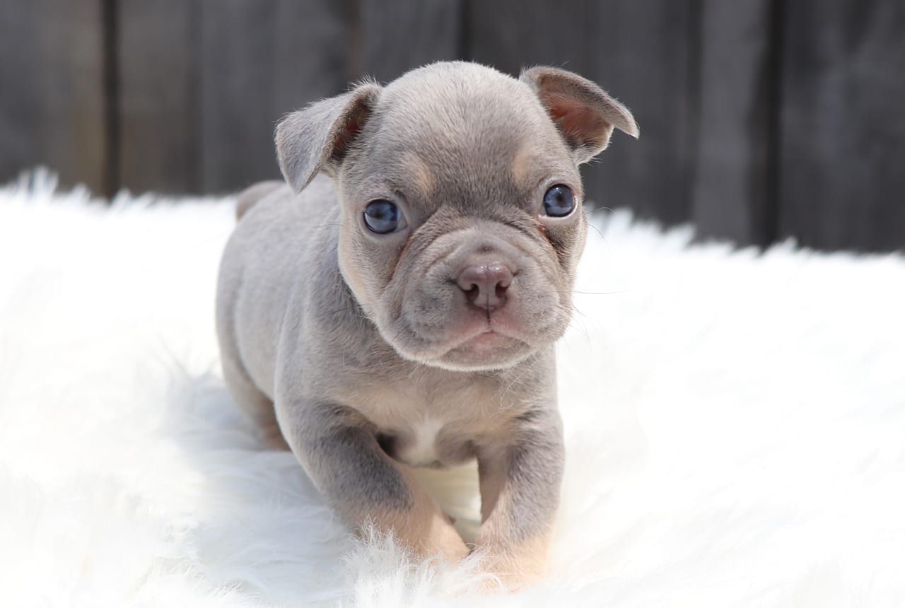 Male Frenchton Pup - Louis