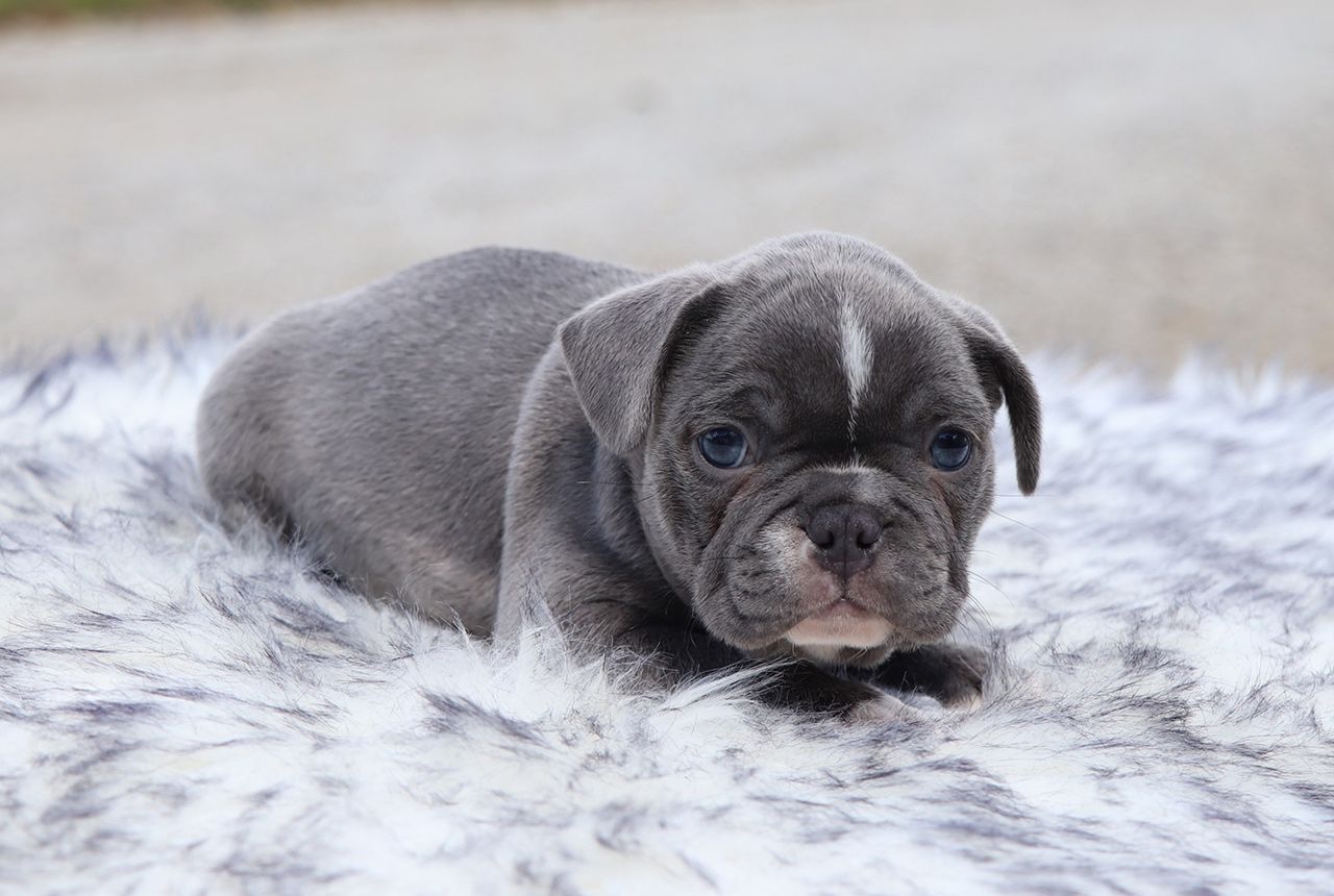Male Frenchton Pup - Boeing
