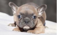 Female Frenchton Pup - Lulu