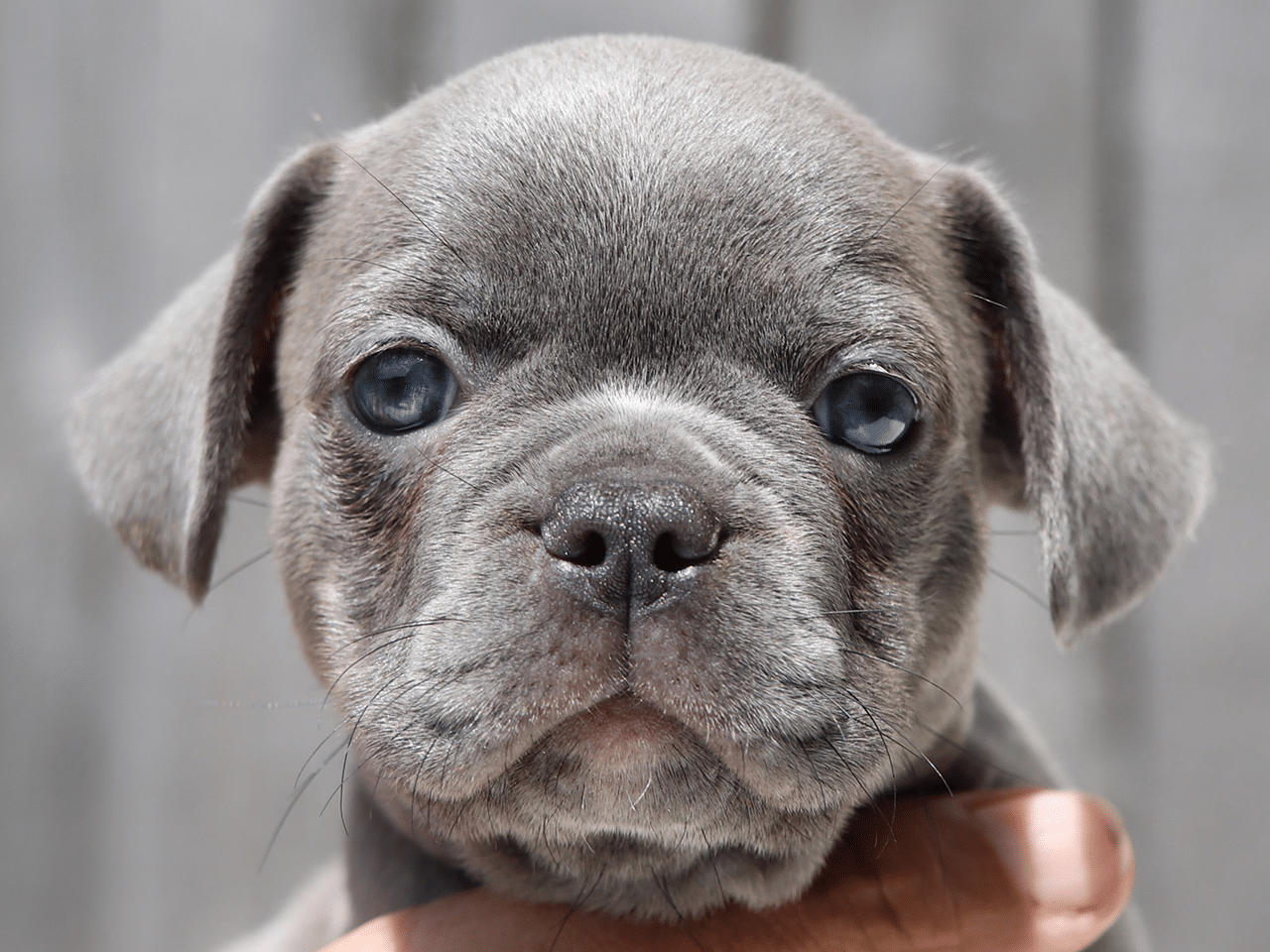 Female Frenchton Pup - Ruth